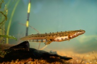 Colek obecny - Lissotriton vulgaris - Smooth Newt o7552